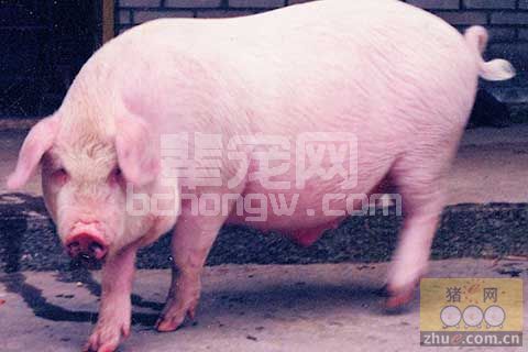 猪尿与猪病的十个关系