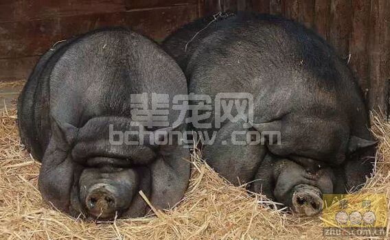 母猪产程长的原因及防治