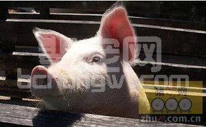 猪毛过长，那你要注意这些情况了