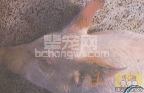 关于猪蓝耳病的疑问 对人危害？传染？