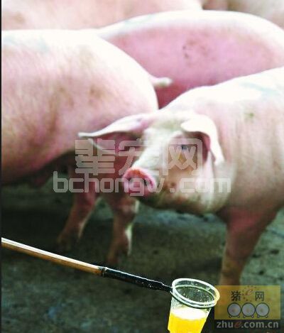 看猪尿就能知道猪得的是什么病