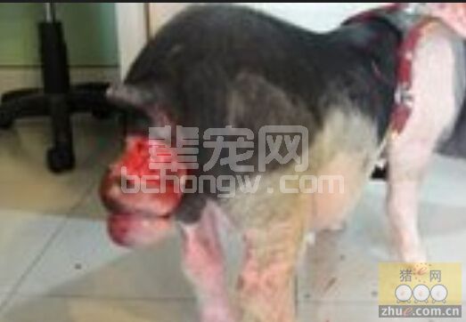 猪脱肛的缝合手术
