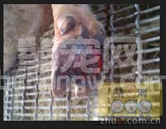 猪蹄叶炎的中药治疗方法