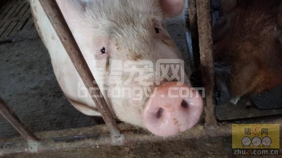 猪得了破伤风怎么办？