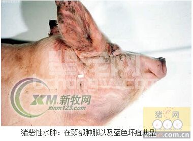 猪恶性水肿的预防和治疗