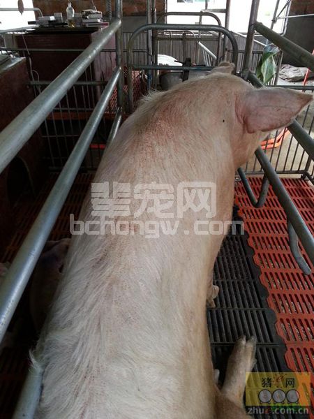 诊断一例比较典型的附红细胞体病