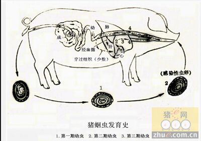 猪得了蛔虫病怎么办？