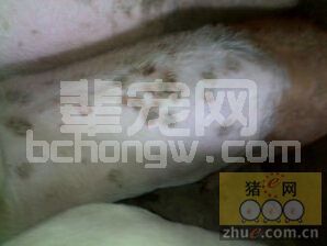 猪病防控科普知识——猪丹毒防控