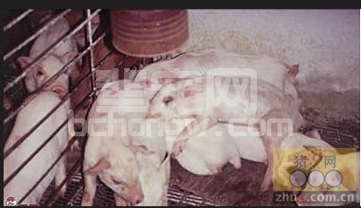 当前我国猪群的核心猪病与防制对策：蓝耳病