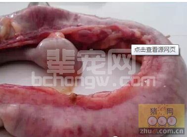 猪坏死性肠炎治疗的措施