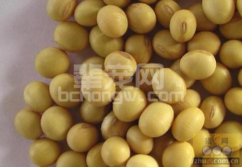 豆粕，真的是你熟悉的饲料原料！？