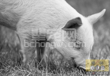 四种药方治疗不同类型仔猪白痢