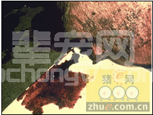 猪增生性肠炎的防控