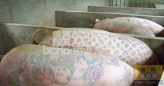 比利时艺术家为猪文身 猪皮卖50万