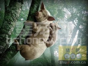 “六改六定”养猪法好处多