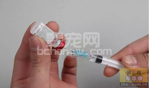 猪病防治，千万别迷信疫苗和抗生素