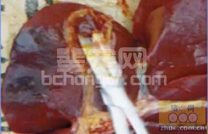 猪胆汁浓稠，分析原因