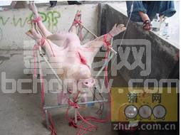 介绍一种猪康复血清的简易制备方法