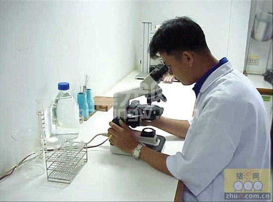 12种抗菌药对口服弱毒包内劳森氏菌疫苗的体外活性