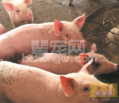 猪三种细菌性传染病的诊断和防治(下)