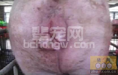 猪阴户出现水肿损伤，分析原因