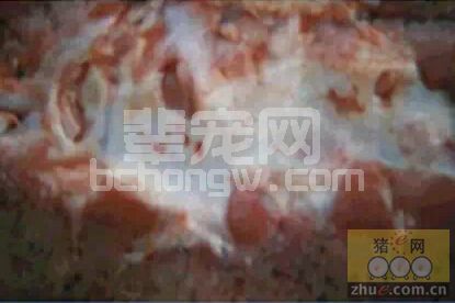 猪肾乳头出血，分析原因