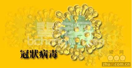 猪肠道冠状病毒会成为全球猪业的威胁?