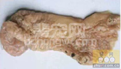 猪盲肠粘膜溃疡，分析原因