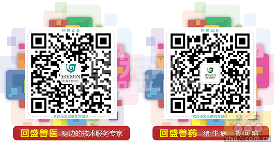 水肿病致使小猪休克案例解析