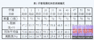 仔猪首次猪瘟疫苗免疫的时机问题探讨