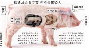 猪蓝耳病