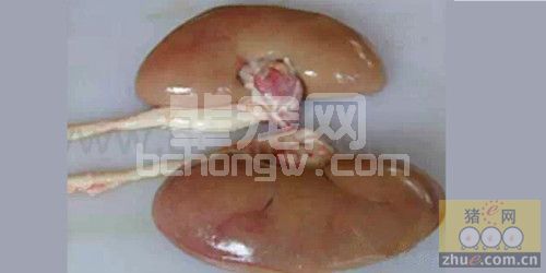 猪肾有白斑症状，分析原因