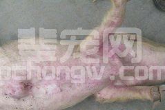 猪瘟有何临床表现