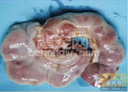 猪肠系膜淋巴结肿大，坏死出血，分析原因