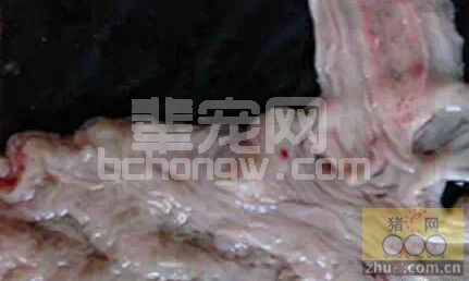 猪肠粘膜水肿变薄，分析原因