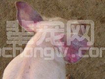 防治高致病性猪蓝耳病