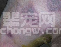 “鬼打印”行者——猪丹毒