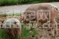 非典型猪瘟病例的诊治过程