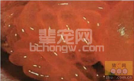 猪小肠呈球状膨胀，分析原因
