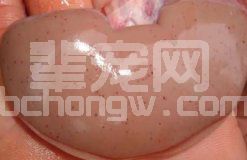 猪瘟图片