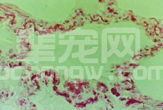 急性猪丹毒症状图谱