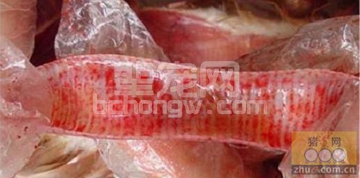 猪气管环出血 分析原因