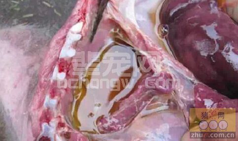 看图说病 | 猪胸腔内有大量积液，分析可能原因