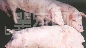 猪蓝耳病的症状和图谱-猪病大全