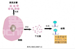 黄芪多糖能否稀释猪瘟疫苗？