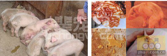 民星和你聊仔猪腹泻