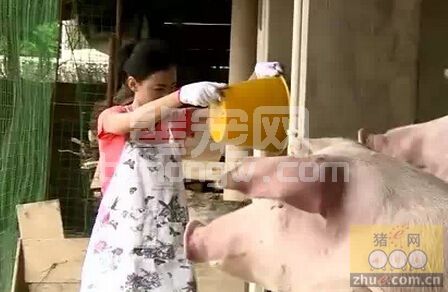 猪瘟疫苗一生一次来防控是否可行？