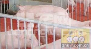 秋冬季节养猪的要领介绍