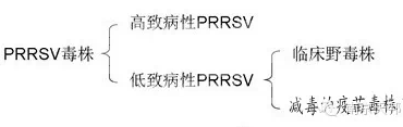 杨汉春教授谈猪蓝耳病