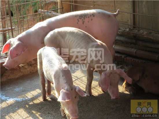 猪毛尾线虫感染容易被忽视
